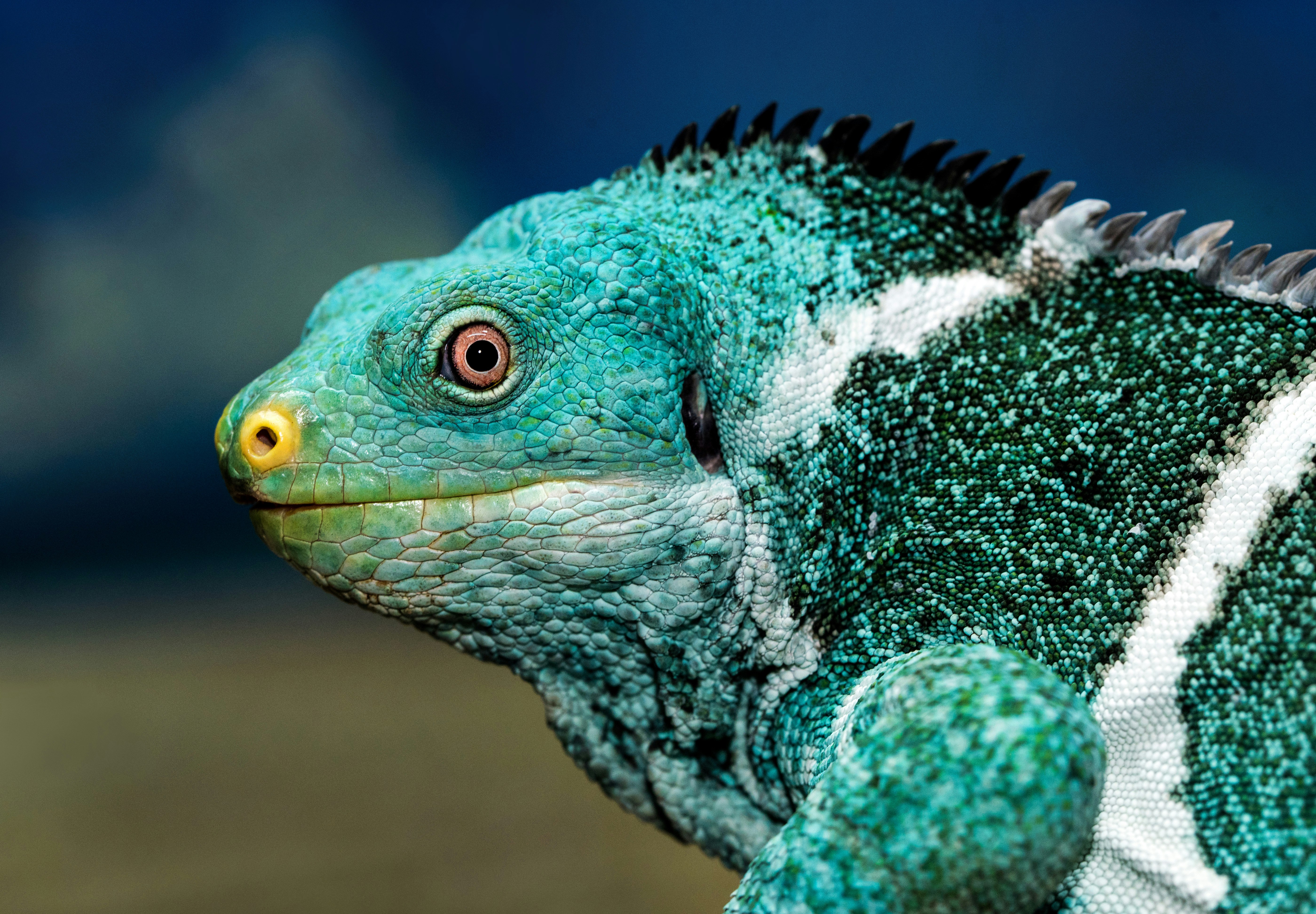 teal and white chameleon